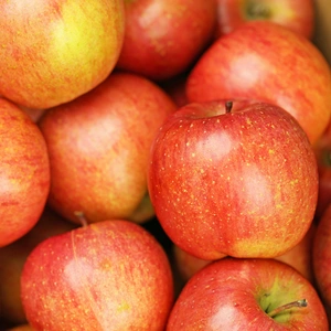 【特選】贈り物にも！低農薬で皮ごと食べられる青森りんご「葉とらずふじ」