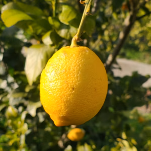 有機JAS認証　本格オーガニックレモン　愛媛県　今治市産　家庭用　