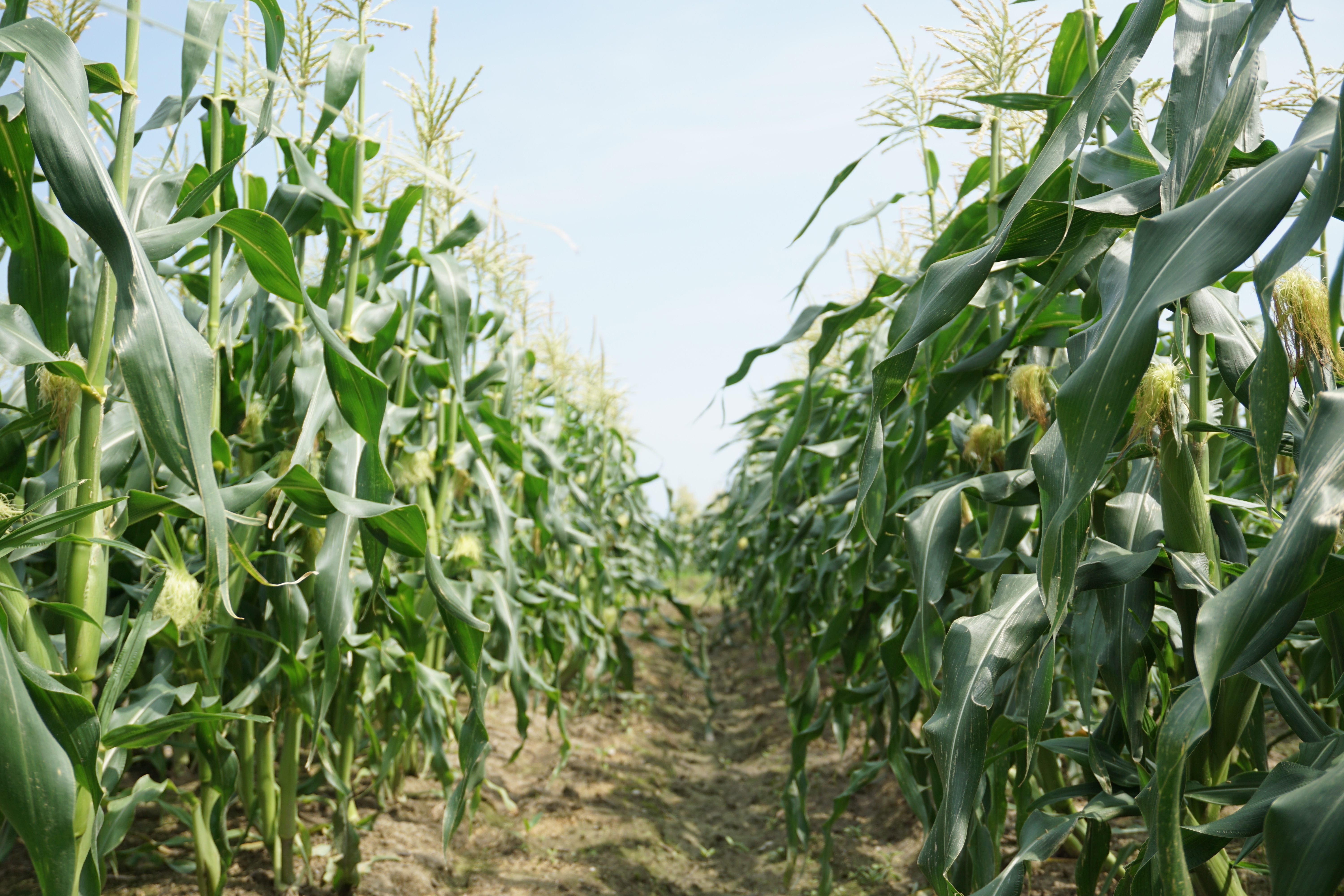 静岡県周智郡森町｜有限会社佐野ファーム｜佐野元洋さんの生産者