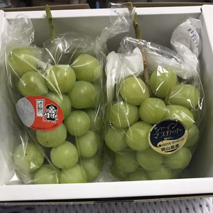 【訳ありご自宅用】シャインマスカットと桃太郎ぶどうの詰め合わせ　クール冷蔵便