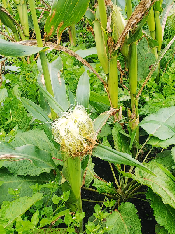 ペット用　ちびコーンヒゲ