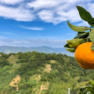 ［限定30箱］極甘！わけあり有田みかん◆収穫畑を厳選！（早生みかん）