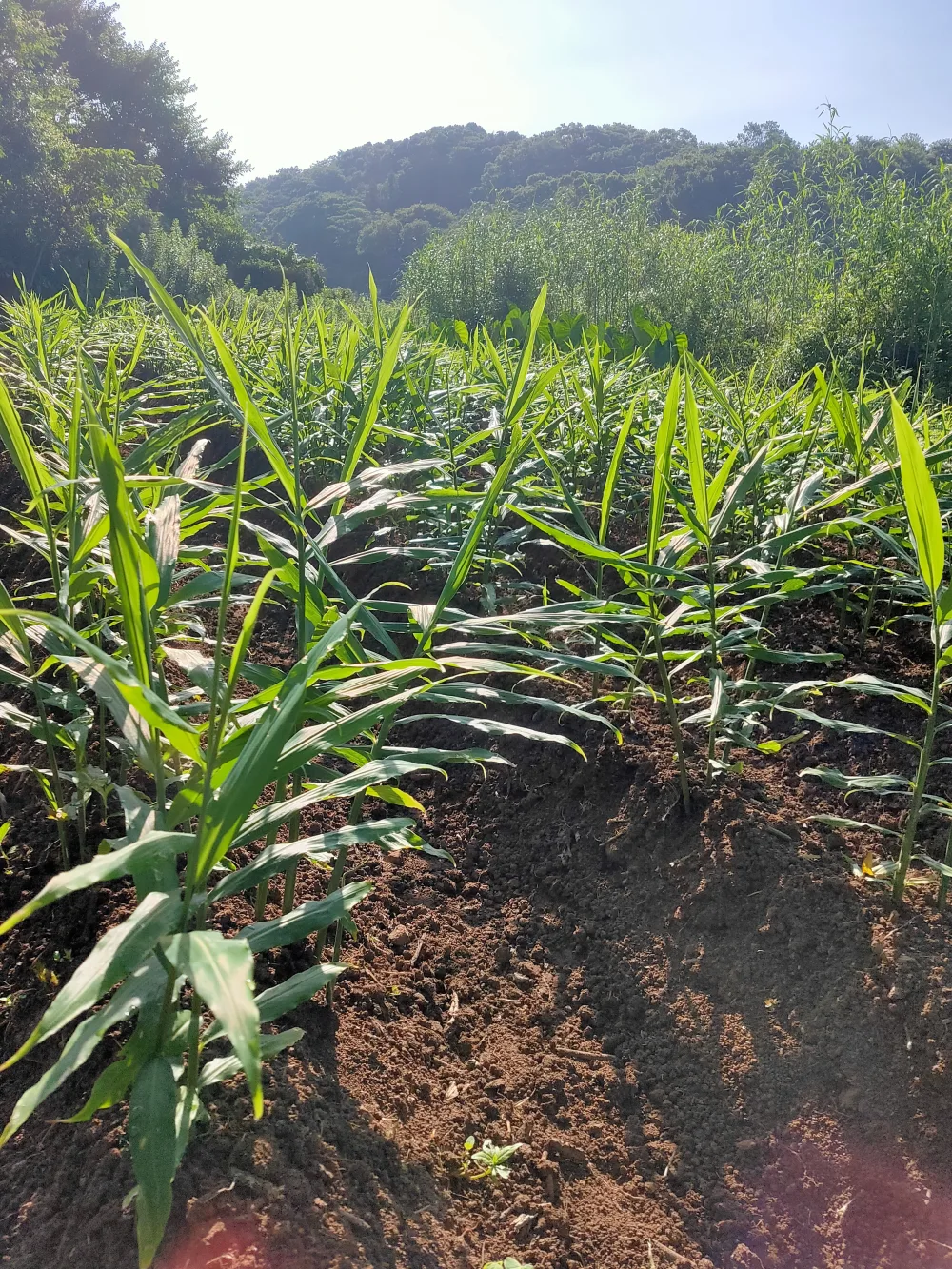 やさしい味の新生姜[栽培期間中農薬、肥料不使用]｜野菜の商品詳細