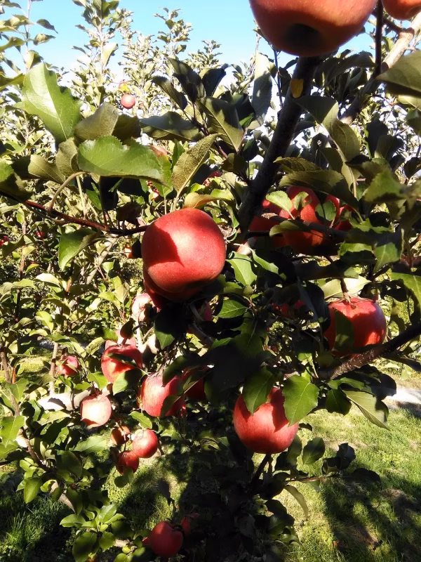 サンふじ家庭用10kg