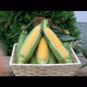 大きめサイズミックス11本。とうもろこし(ゴールドラッシュ)