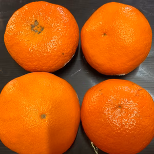 【愛媛県限定品種】甘平《訳あり》品だよー♪