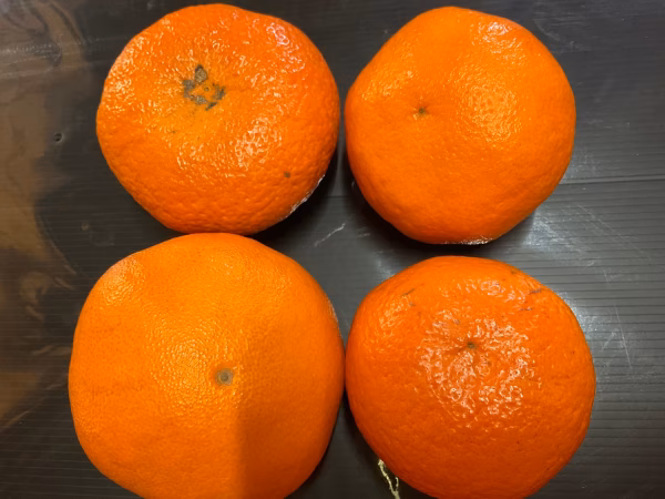 【愛媛県限定品種】甘平《訳あり》品だよー♪