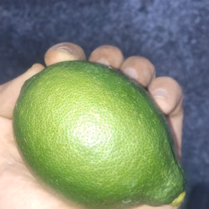 皮まで安心 広島県産 綺麗な種無しレモン璃の香　5キロ