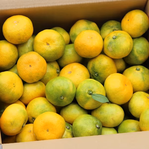 訳あり一口みかん！！極早生みかん小玉！　S以下！！　