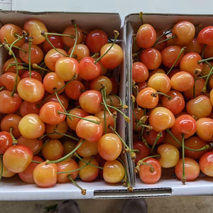 さくらんぼ佐藤錦着色不良商品