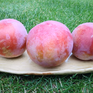 山梨 南アルプス市より【甘酸っぱいスモモ】サマーエンジェル！(自宅用)