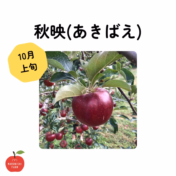 ※お得商品【秋映】超小玉バラ詰　特別栽培　ネオニコチノイド系農薬不使用