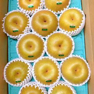 【再販】幸水梨　 贈答用　熊本県産　7月下旬〜順次発送