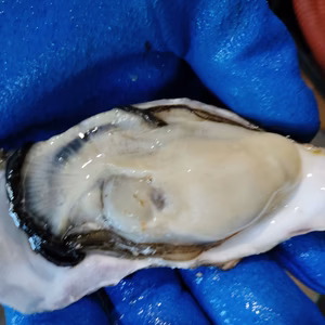 『旬』到来！　バラ牡蠣　生食用 5ｋｇ35個くらい