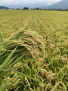 希少品種✩.*˚(令和3年産) 北海道産 特別栽培米  きたくりん  精米