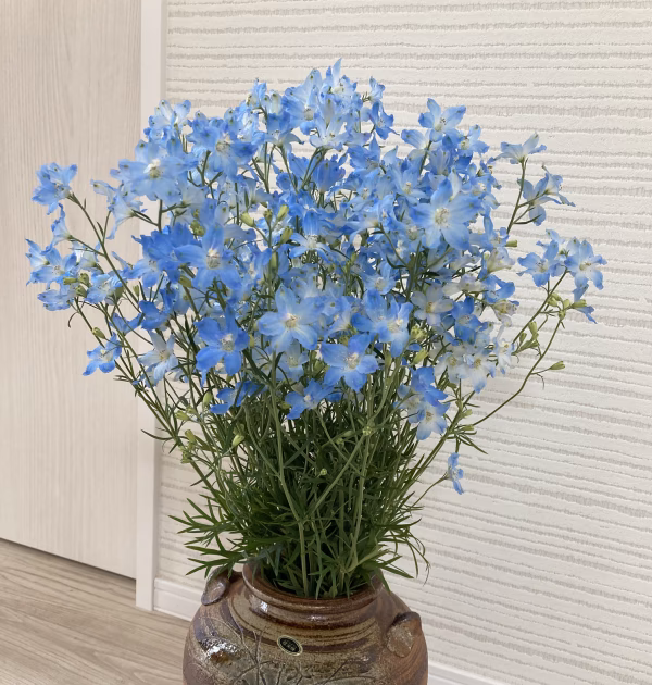 【数量限定1名様のみ】1度で4回楽しめるお花♪規格外品　デルフィニウム　薄水色　