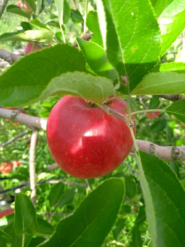 シャキッとジューシー、爽やかな甘みの長野生まれのりんご、夏あかり