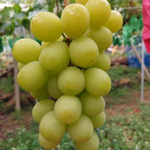 ご家庭用　シャインマスカット　１．８ｋｇ