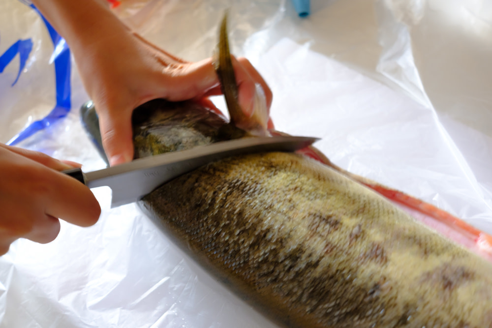 素晴らしい価格 北海道産新巻鮭カマ500g×4袋 計2kg fucoa.cl