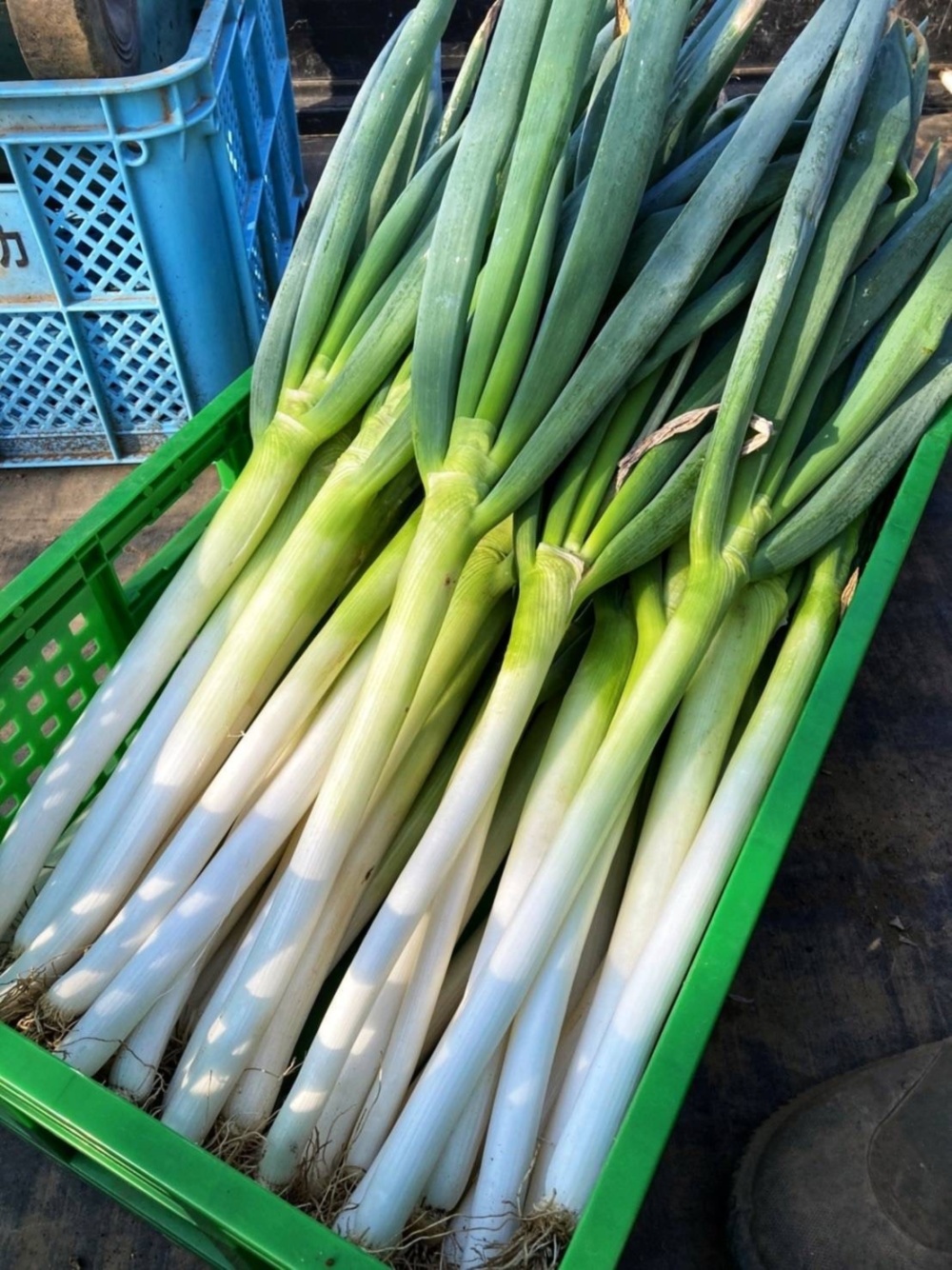 甘い！太め白ねぎ 長ネギ ねぎ - 野菜