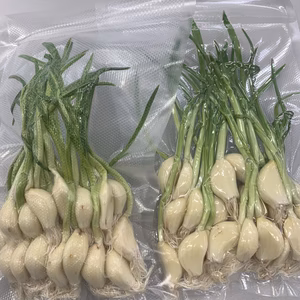 にんにくスプラウト