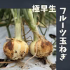 【期間限定】フルーツ玉ねぎ　3kg　熊本県産