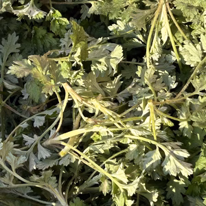 　よもぎ 農薬は使ってません