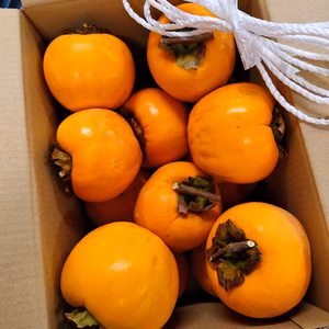 吊るし柿用渋柿　約5kg(12～18個入り)