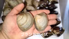 船橋三番瀬贅沢セット！ホンビノス貝+天然ハマグリ！