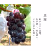 《数量限定》泉州ぶどうを味わう！食べ比べ黒ぶどうセット