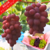 最新品種クイーンルージュ®1房・シャインマスカット2房 (合計1.8kg程度)