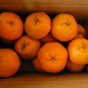 2月5日以降発送　静岡県産　濃厚完熟みかん【はるみ】A品