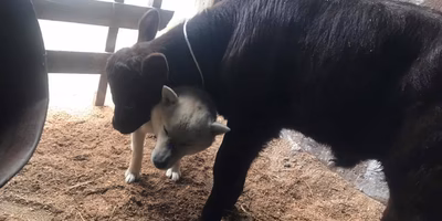 【出産ラッシュ後の現場レポ】子牛と母牛はどう過ごしてる？