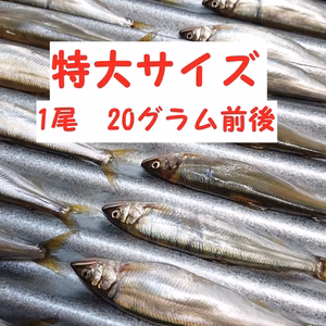 琵琶湖産【天然】小鮎　特大サイズ　1尾12cm前後　20g前後