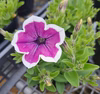 綺麗な花色[栄養系ペチュニア]藤色ロマン大鉢３鉢セットより