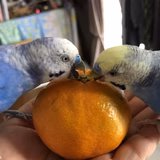 三代目みかん農家…の嫁