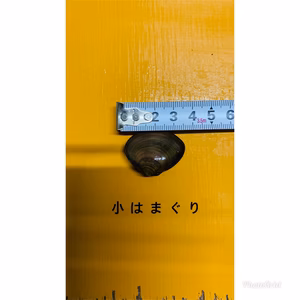 小型はまぐり　砂抜き済み　1kg（75〜85個）