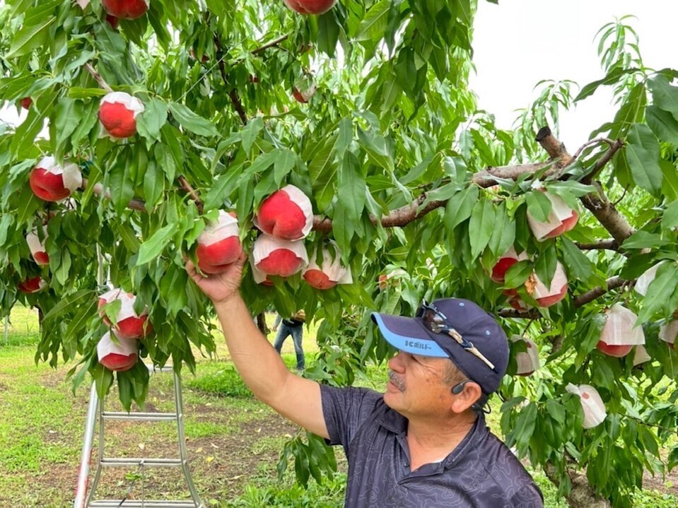 山梨県山梨市｜有限会社ピーチ専科ヤマシタ｜山下一公さんの生産
