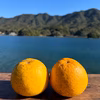 冬でも食べられる河内晩柑&紅河内晩柑　栽培期間中農薬不使用 柑橘セット