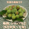 豊かな自然の中で育てました　青梅（南高ほか）L～２Lサイズ（２kg～）