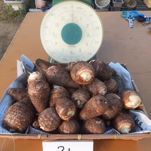 美肌＆デトックス効果抜群❣　里芋(土垂)＆小さめ椎茸