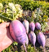 むらさきミニ大根　農薬不使用栽培