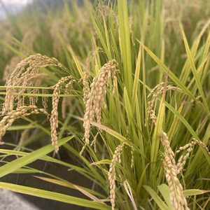 令和7年産　新米　和歌山県産　きぬむすめ(白米)