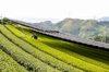 母の日ギフト！芽重型煎茶＆ほうじ茶・和紅茶ティーバッグ＆ドライフラワー