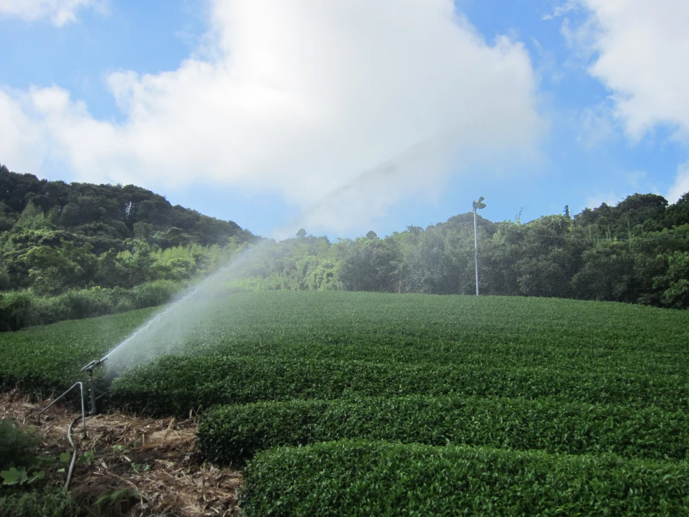 旨みたっぷりの良質な茎「かりがね」焙煎茎茶です。