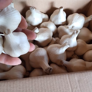 農薬散布０回　青森県産ホワイトにんにく1㎏　有機栽培
