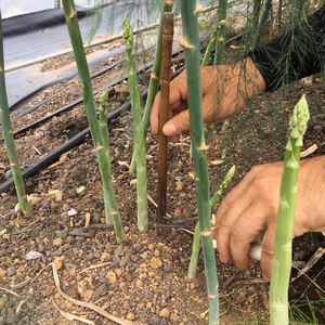 やわらか、さわやか♬︎ 夏のアスパラガス！