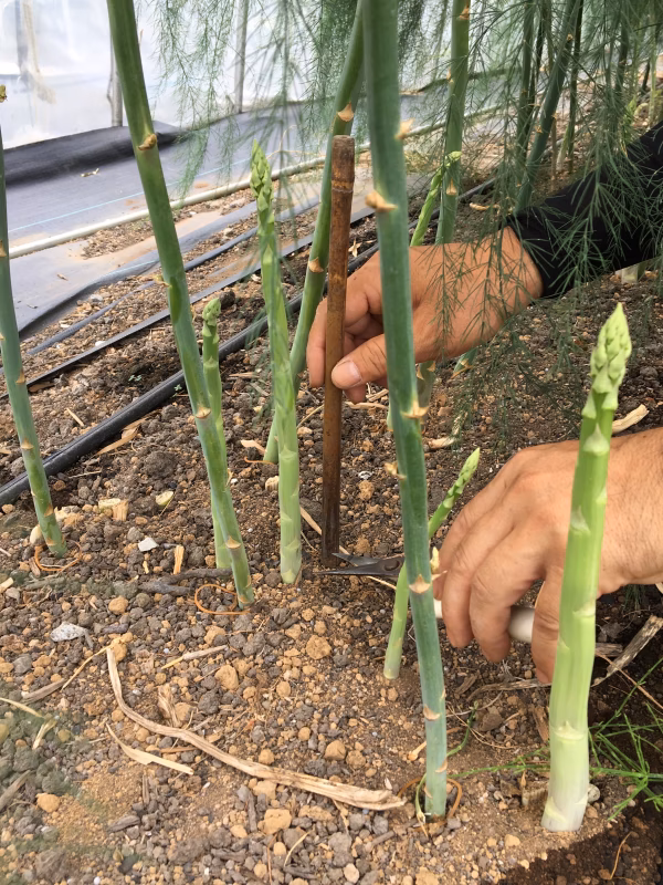やわらか、さわやか♬︎ 夏のアスパラガス！