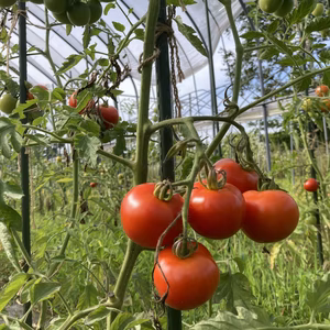 すっきりした甘さのアミーゴトマトさん 固定種【栽培期間中肥料・農薬・たい肥不使用