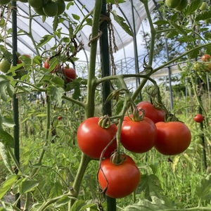 すっきりした甘さのアミーゴトマトさん 固定種【栽培期間中肥料・農薬・たい肥不使用